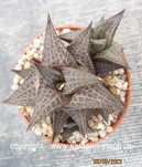 Haworthia tesselata