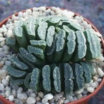 Haworthia truncata cluster