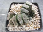 Haworthia truncata crassa