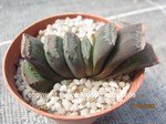 Haworthia truncata Hybride