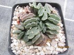 Haworthia truncata tenuis