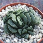 Haworthia truncata x retusa -  Kegani VA 4776 Japan