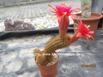 Hildewintera Hybr."amethyst"