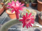 Hildewintera Hybr."Gustl Kraus 3" 3431