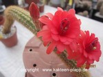 Hildewintera Hybr."Gustl Kraus 4"