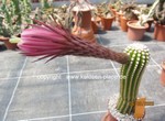Hildewintera x Trichocereus 1594