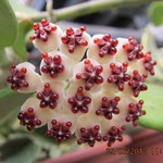 Hoya kerrii variegata