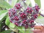 Hoya pubicalix "Red Button"