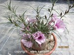 Ipomoea bolusii