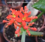 Jatropha podagrica