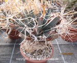 Leuchtenbergia principis 4079