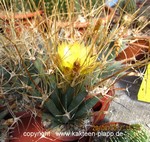 Leuchtenbergia principis (very old)