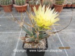 Leuchtenbergia_principis-3