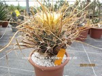 Leuchtenbergia principis 1610