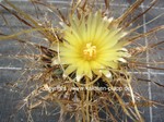 Leuchtenbergia_principis_1610-2