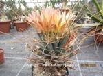 Leuchtenbergia principis