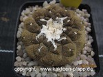 Copiapoa hypogaea Type marmorata (Lizzard Skin) 3108