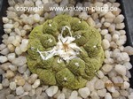 Copiapoa hypogaea Type marmorata (Lizzard Skin) 3358