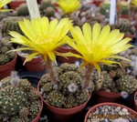 Lobivia arachnacantha flaviflora4a