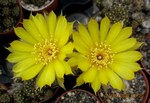 Lobivia arachnacantha flaviflora4b