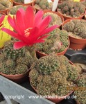 Lobivia arachnacantha rubriflora cluster