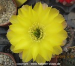 Lobivia densispina hybride 1574