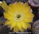 Lobivia densispina hybride 1576
