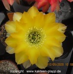 Lobivia densispina hybride 1769