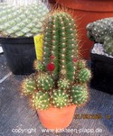 Lobivia miniatiflora cluster 3171