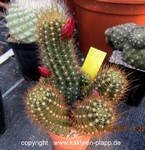 Lobivia miniatiflora cluster 3337
