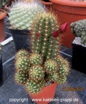 Lobivia miniatiflora cluster 3360