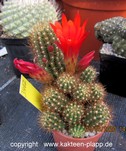 Lobivia miniatiflora cluster 3462