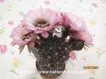 Lobivia Jajoiana Cv Anemone1