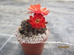 Rebutia pygmaea (Mediolobivia)