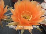 Lobivia spec. orange flower