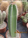 Lophocereus schottii 3097