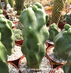 Lophocereus schottii monstrosus