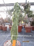 Lophocereus schottii monstrosus  1647