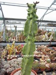 Lophocereus schottii monstrosus 1605