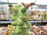 Lophocereus_schottii_monstrosus_1605-2