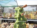 Lophocereus_schottii_monstrosus_1605-3
