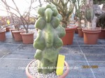 Lophocereus schottii monstrosus  1652