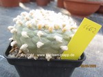 Lophophora diffusa  1662