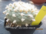 Lophophora_diffusa_1662-2