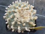 Lophophora_diffusa_1662-3