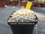 Lophophora fricii  1661