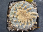Lophophora_fricii_1661-2