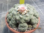 Lophophora williamsii 1617