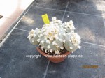 Lophophora williamsii  1687