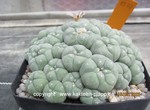 Lophophora williamsii caespitosa 1572